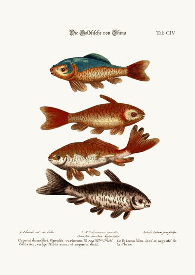 The Goldfish from China by George Edwards